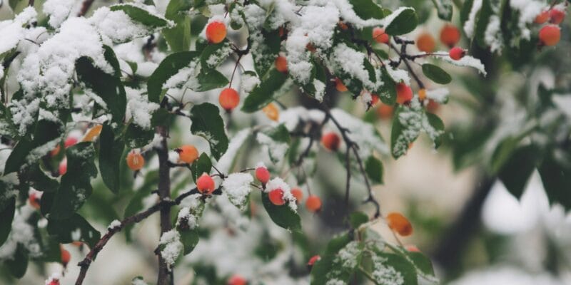 Winter solstice for holistic care