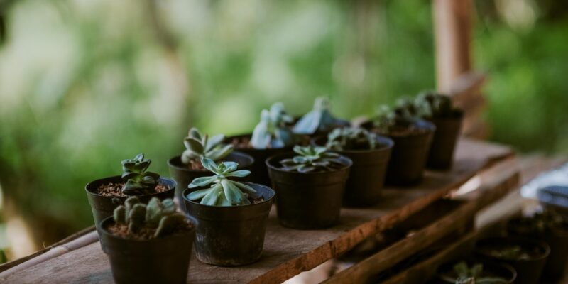 mindful plant potting