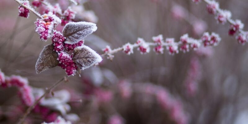 winter news